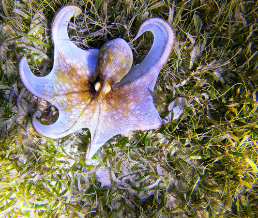 THE OCTOPUS